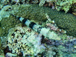 120316_08pungtopwall.jpg