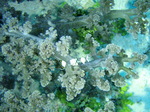 120316_09doljopoint.jpg