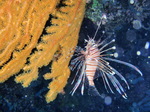 120316_13doljopoint.jpg