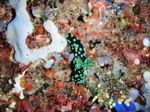 120316_14doljopoint.jpg
