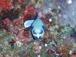 120316_16doljopoint.jpg