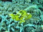 120316_19doljopoint.jpg